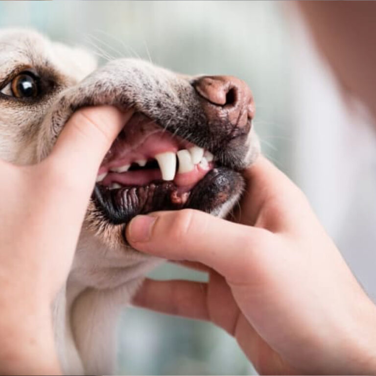 dog ultrasound teeth cleaning
